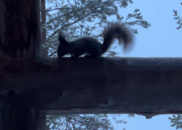 Besuch Eichhörnchen