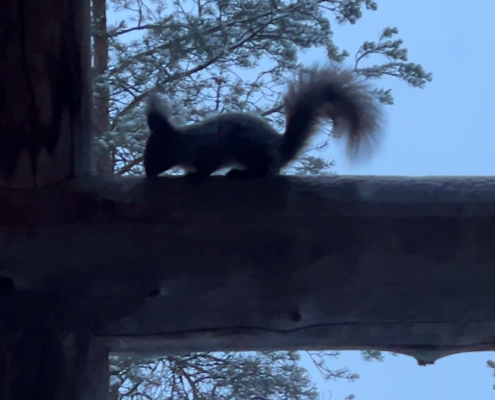 Besuch Eichhörnchen