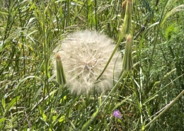 grosse Pusteblume