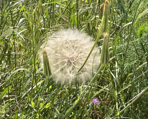 grosse Pusteblume