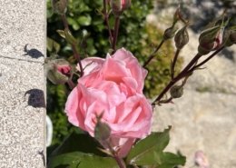 Rosen