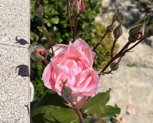 Rosen