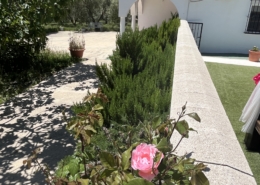 Garten mit Rose