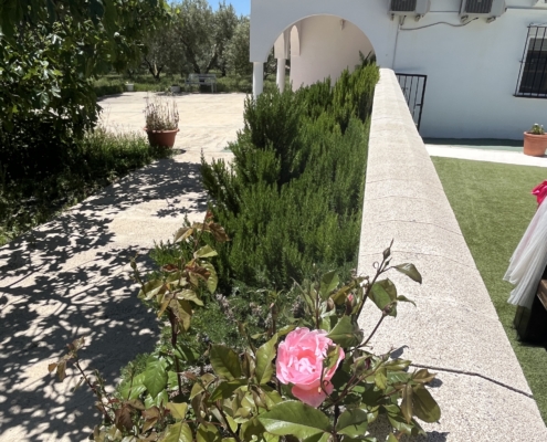 Garten mit Rose