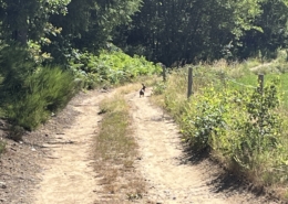 Feldhase beim Walking