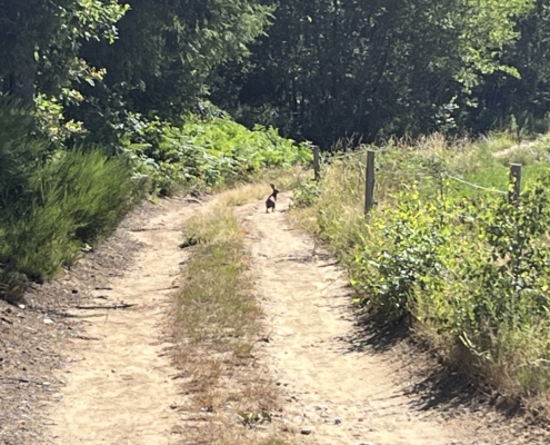 Feldhase beim Walking