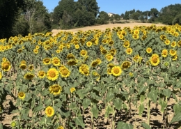 Walking