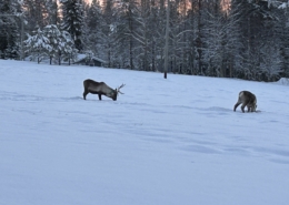 und wir sehen sie doch - Rentiere