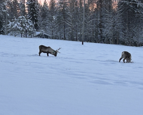 und wir sehen sie doch - Rentiere