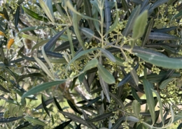 Olivenbaum