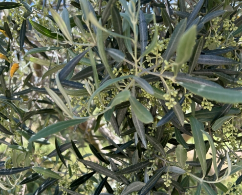 Olivenbaum