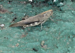 Riesen Heuschrecke