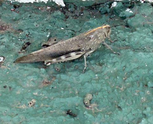 Riesen Heuschrecke