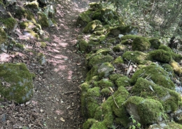 Walking