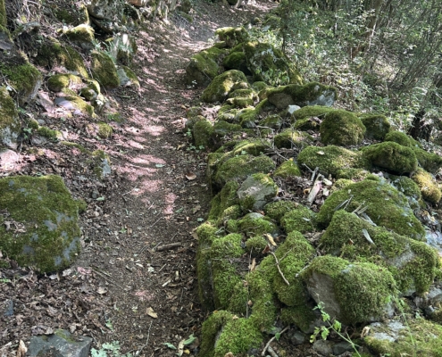 Walking